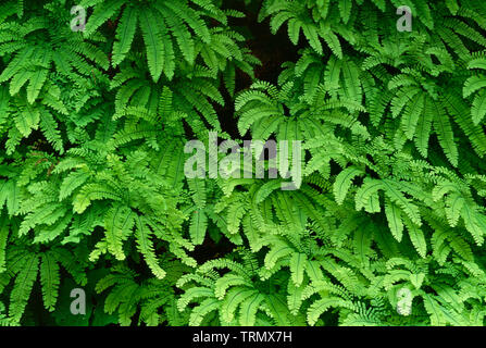 Stati Uniti d'America, Washington, Gifford Pinchot National Forest, inizio estate la crescita di western felce capelvenere (Adiantum aleuticum). Foto Stock