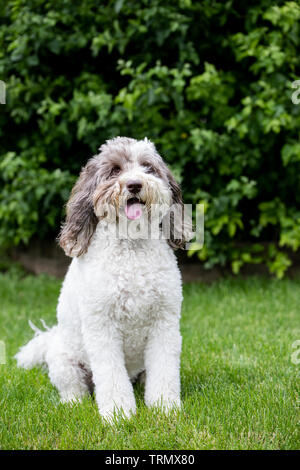 Un ritratto di un marrone e bianco labradoodle del volto, in piedi fuori con un bellissimo sfondo verde. Foto Stock