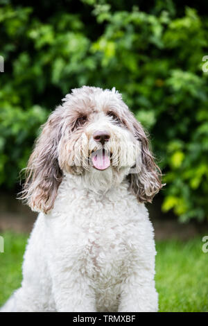 Un ritratto di un marrone e bianco labradoodle fuori con un bellissimo sfondo verde. Foto Stock