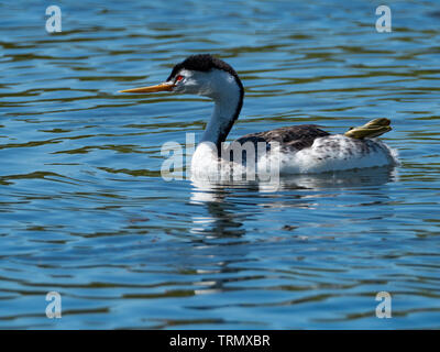 Un Clark svasso, Aechmophorus clarkii nuotate nel Lago di Balboa, Los Angeles, California che mostra la sua incredibile piedi Foto Stock