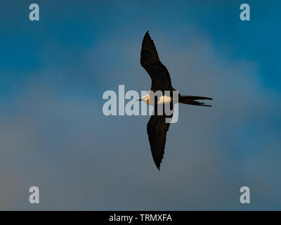 Un bambino minore frigatebird, Fregata ariel scivola sopra l'oceano in Polinesia francese Foto Stock