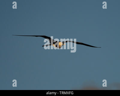 Un bambino minore frigatebird, Fregata ariel scivola sopra l'oceano in Polinesia francese Foto Stock