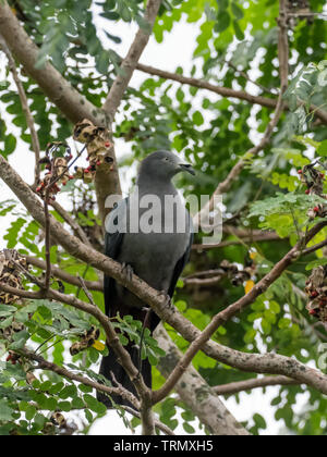 A rischio di estinzione Imperial-Pigeon Marquesan, Ducula galeata, solo trovato sull'isola di Nuku Hiva nelle isole Marchesi della Polinesia Francese Foto Stock