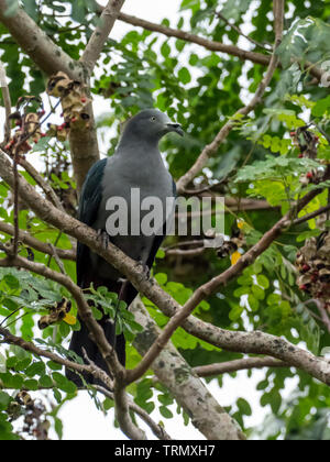 A rischio di estinzione Imperial-Pigeon Marquesan, Ducula galeata, solo trovato sull'isola di Nuku Hiva nelle isole Marchesi della Polinesia Francese Foto Stock