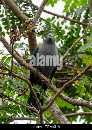 A rischio di estinzione Imperial-Pigeon Marquesan, Ducula galeata, solo trovato sull'isola di Nuku Hiva nelle isole Marchesi della Polinesia Francese Foto Stock