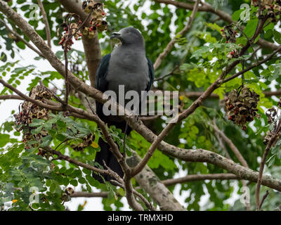 A rischio di estinzione Imperial-Pigeon Marquesan, Ducula galeata, solo trovato sull'isola di Nuku Hiva nelle isole Marchesi della Polinesia Francese Foto Stock