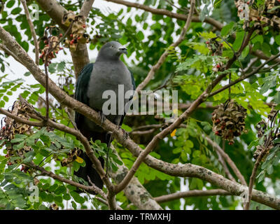 A rischio di estinzione Imperial-Pigeon Marquesan, Ducula galeata, solo trovato sull'isola di Nuku Hiva nelle isole Marchesi della Polinesia Francese Foto Stock