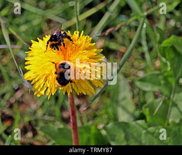Bombi, Bombus terrestris, sul fiore di tarassaco; un insetto che può sting. Fa il nido coloniale, anche Buff-tailed bumblebee, umile-bee Foto Stock