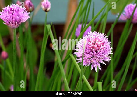 Erba cipollina, Allium schoenoprasum, sono una specie commestibili del genere Allium. Parenti includono l'aglio, scalogni, porri, lo scalogno e cipolla cinese Foto Stock