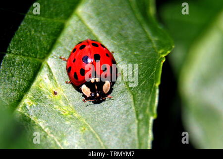 Harlequin ladybird (Harmonia axyridis) o multicolore coccinella asiatica, Halloween coccinella. Difficile da dire a parte alcuni della nostra nativa coccinelle! Foto Stock