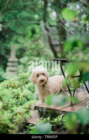 Un Goldendoole, in un giardino verde spot Foto Stock