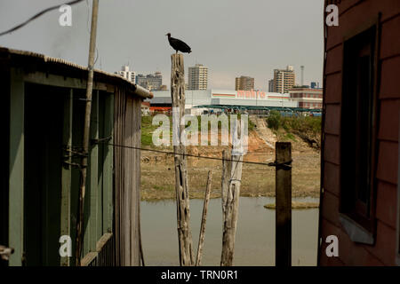 Igarapé, palafitte, Amazônia, Manaus, Amazonas, Brasile Foto Stock