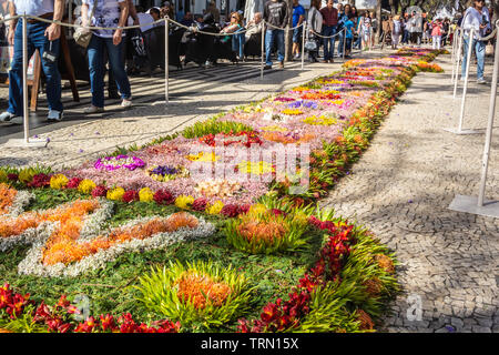 Visualizza colorati di fiori durante il Funchal nella primavera del festival dei fiori. Foto Stock