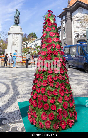 Visualizza colorati di fiori durante il Funchal nella primavera del festival dei fiori. Foto Stock