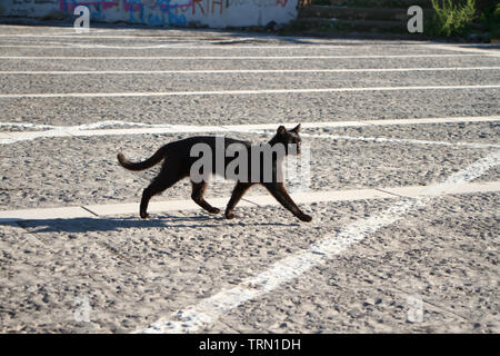 Un gatto nero passeggiate attraverso una piazza di pietra con iscrizioni in una giornata di sole, copyspace Foto Stock