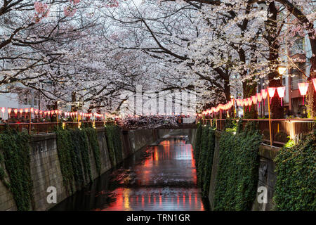 Asia, Giappone, Tokyo, Nakameguro, molla Megurogawa fiori ciliegio Foto Stock