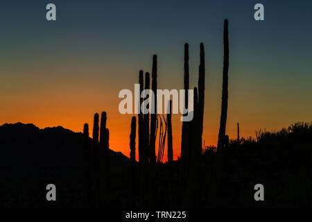 Organo a canne Cactus (Stenocereus thuberi) al tramonto nel tubo dell'organo monumento nazionale, Arizona Foto Stock