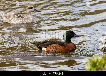 Chestnut Teal (Anas castanea) nuoto su uno stagno a Sanibel Island, Florida Foto Stock