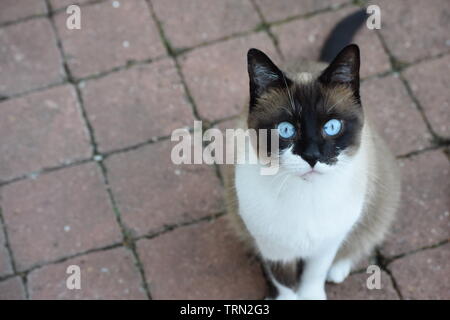 Gatto siamese con occhi blu intenso seduto su mattoni rossi. Spazio a sinistra per il testo. Modalità verticale. Foto Stock