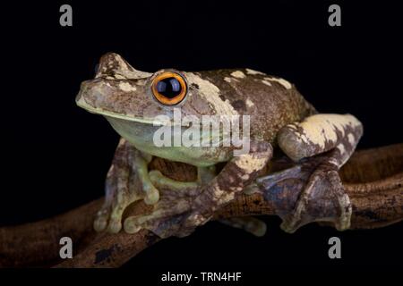 Giant Gladiator Treefrog (Hypsiboas boans) Foto Stock