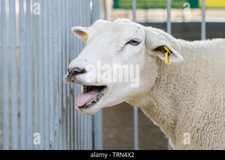 Ritratto di un bianco belati ovini Foto Stock
