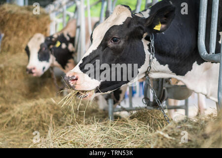 Nero bianco un holstein vacche da latte in una stalla a mangiare il fieno organico a dairy farm. Agricoltura Industria concetto di agricoltura Foto Stock