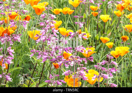 Colorato prato estivo Fiori misti papavero californiano Fiori selvatici Giardino di confine prato fiorito Prato fiorito Rosa chiaro giallo Eschscholzia californica Foto Stock