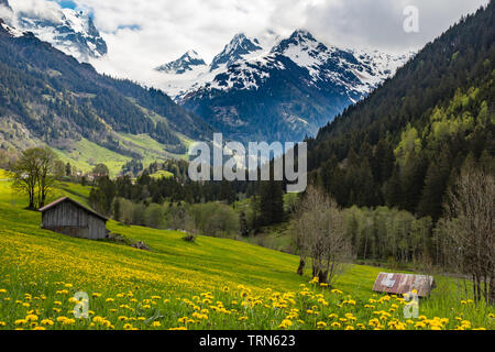 Molla classica vista di Swiss paesaggio alpino che mostra colorati fiori selvatici prati, edifici agricoli e drammatico scenario di montagna del Sustenpass Foto Stock