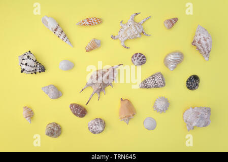 Vista dall'alto su una collezione di conchiglie di forme diverse e disposti su tutta la cornice su sfondo giallo Foto Stock