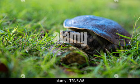 (Emydura macquarii) Australian Murray River turtle al di fuori dell'acqua e crogiolarsi al sole Foto Stock