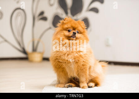 Cane di razza Pomerania i capelli rossi spitz si siede sul tappeto Foto Stock