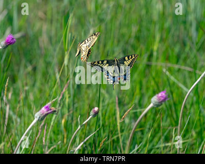 Due farfalle a coda di rondine Papilio machaon combattimenti giugno Norfolk Broads Foto Stock