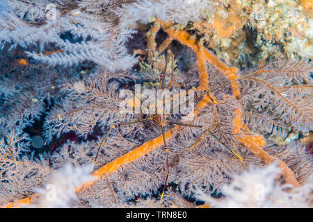Ortmann squat lobster, Chirostylus ortmanni Miyake & Baba, 1968, sul corallo nero. Foto Stock