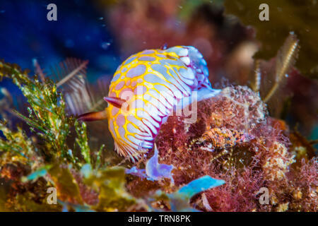 Dente-refilato chromodoris ( Goniobranchus roboi), un mare colorato slug strisciando su una scogliera. Foto Stock