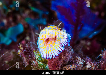 Dente-refilato chromodoris ( Goniobranchus roboi), un mare colorato slug strisciando su una scogliera. Foto Stock