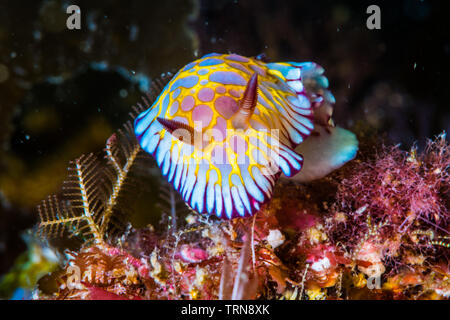 Dente-refilato chromodoris ( Goniobranchus roboi), un mare colorato slug strisciando su una scogliera. Foto Stock