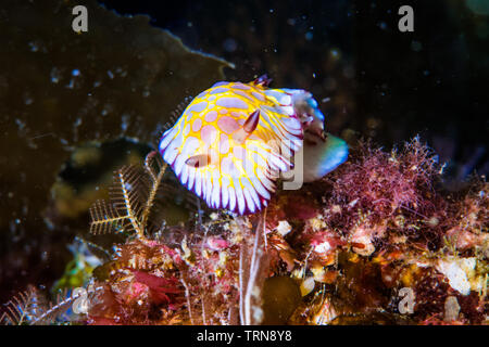 Dente-refilato chromodoris ( Goniobranchus roboi), un mare colorato slug strisciando su una scogliera. Foto Stock