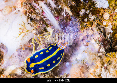 Un colore blu nudibranch,Hypselodoris festiva (A.Adams, 1861), strisciando sulla roccia bianca. Foto Stock