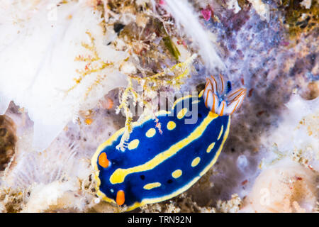 Un colore blu nudibranch,Hypselodoris festiva (A.Adams, 1861), strisciando sulla roccia bianca. Foto Stock