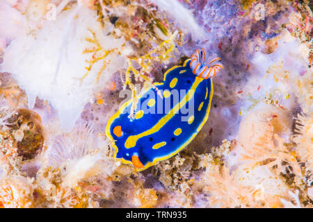 Un colore blu nudibranch,Hypselodoris festiva (A.Adams, 1861), strisciando sulla roccia bianca. Foto Stock