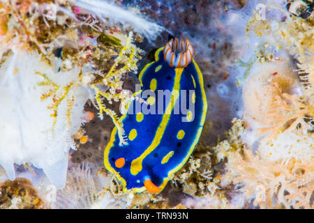 Un colore blu nudibranch,Hypselodoris festiva (A.Adams, 1861), strisciando sulla roccia bianca. Foto Stock