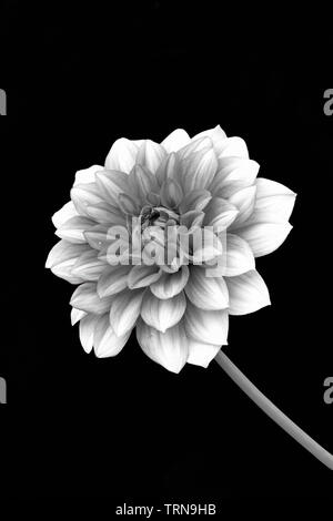 Vista del solo fiore di Dalia in versione Bianco e Nero Su sfondo nero Foto Stock