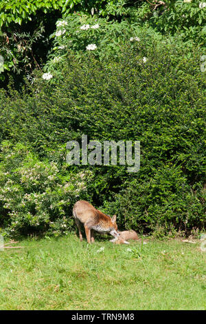 Una volpe vixen stallieri uno dei suoi cuccioli in un giardino nel sud di Londra. Foto Stock
