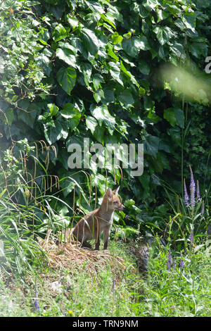 Una volpe cub, di età compresa tra i 3 mesi circa, sun-bagna nel letto di fiori di un giardino nel sud di Londra. Foto Stock