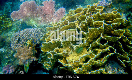 Varietà di corallo clusters prosperare in Coron, Palawan come corna di cervo, cervello , broccoli e tabella coralli prosperano in fondali bassi di Coron, Palawan. Foto Stock