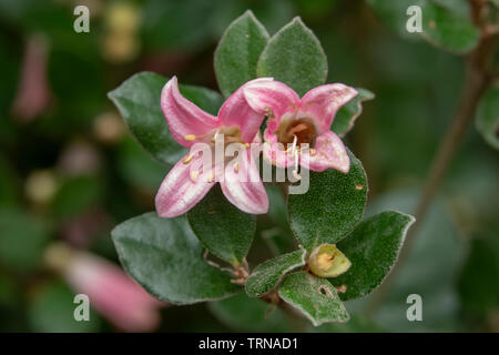 Correa 'Catie Bec', Rosa fucsia nativa in Doreen, Victoria Foto Stock