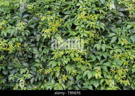 Parthenocissus quinquefolia, Virginia superriduttore hedge siepe verde Foto Stock