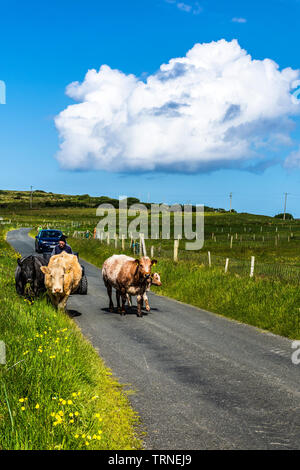 Ardara, County Donegal, Irlanda. Il 10 giugno 2019. Gli allevatori di bestiame spostare dal campo alla fattoria per una visita dal vet in una bella mattina di sole. Credito: Richard Wayman/Alamy Live News Foto Stock