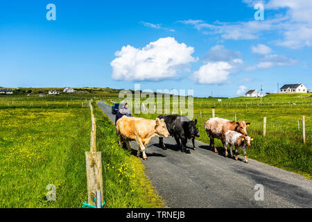 Ardara, County Donegal, Irlanda. Il 10 giugno 2019. Gli allevatori di bestiame spostare dal campo alla fattoria per una visita dal vet in una bella mattina di sole. Credito: Richard Wayman/Alamy Live News Foto Stock