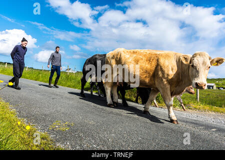 Ardara, County Donegal, Irlanda. Il 10 giugno 2019. Gli allevatori di bestiame spostare dal campo alla fattoria per una visita dal vet in una bella mattina di sole. Credito: Richard Wayman/Alamy Live News Foto Stock
